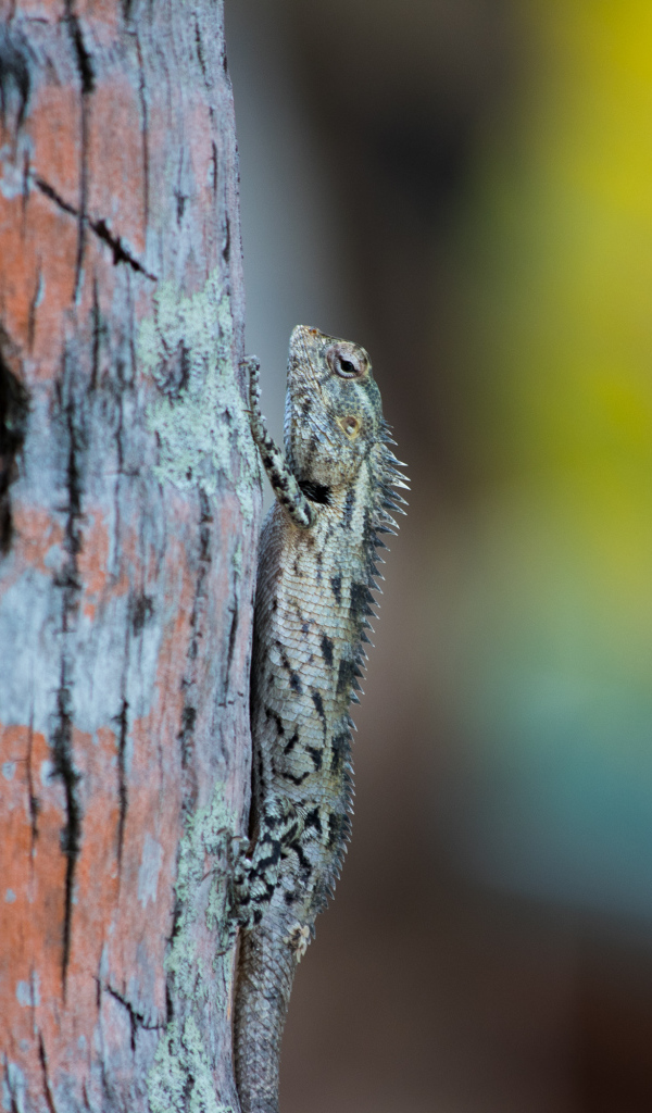 Маленькая ящерица на стволе дерева