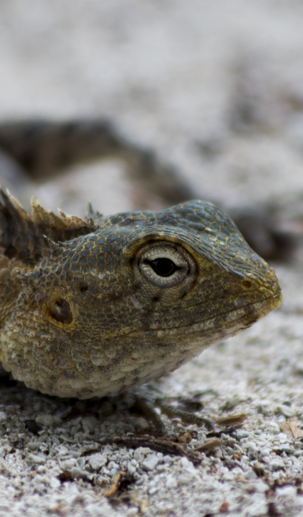 Ящерица с большими глазами на песке