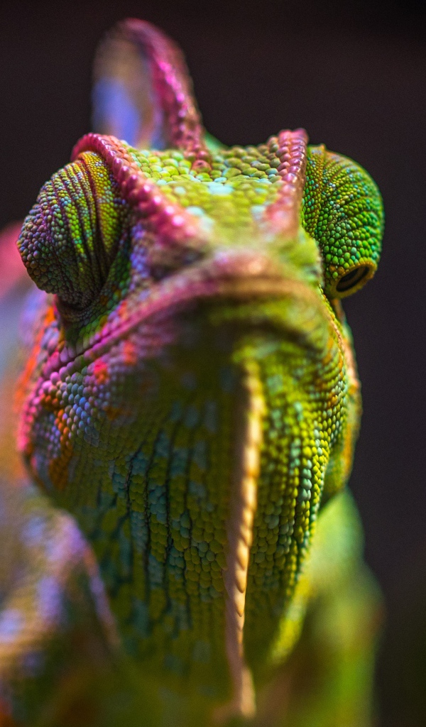 Разноцветный хамелеон крупным планом