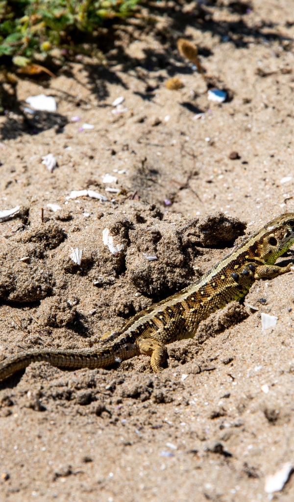 Маленькая быстрая ящерица на песке 