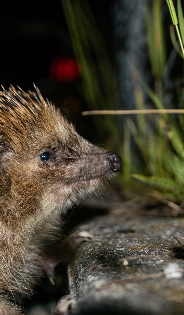 Большой колючий еж у зеленой траве