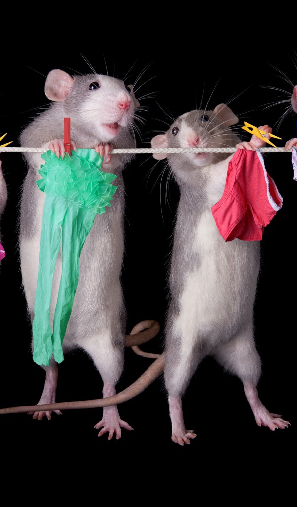 Четыре крысы развешивают белье на веревку