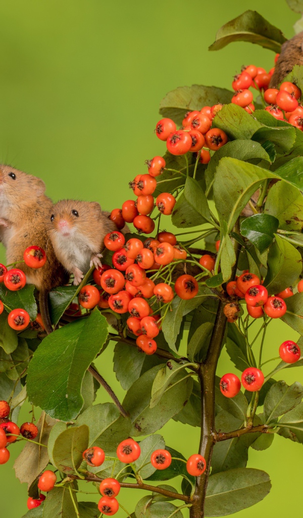 Маленькие мышата на ветке с красными ягодами