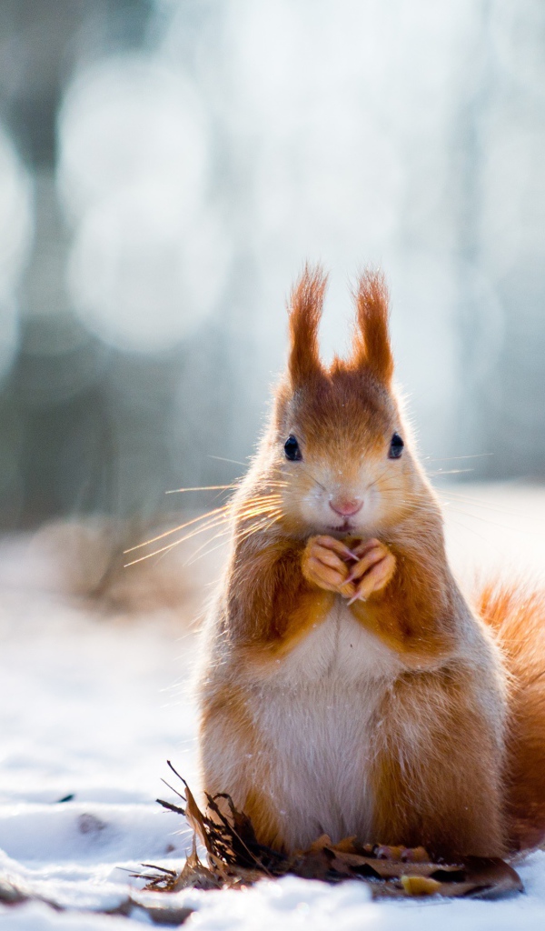 Рыжая белка грызет орех на снегу