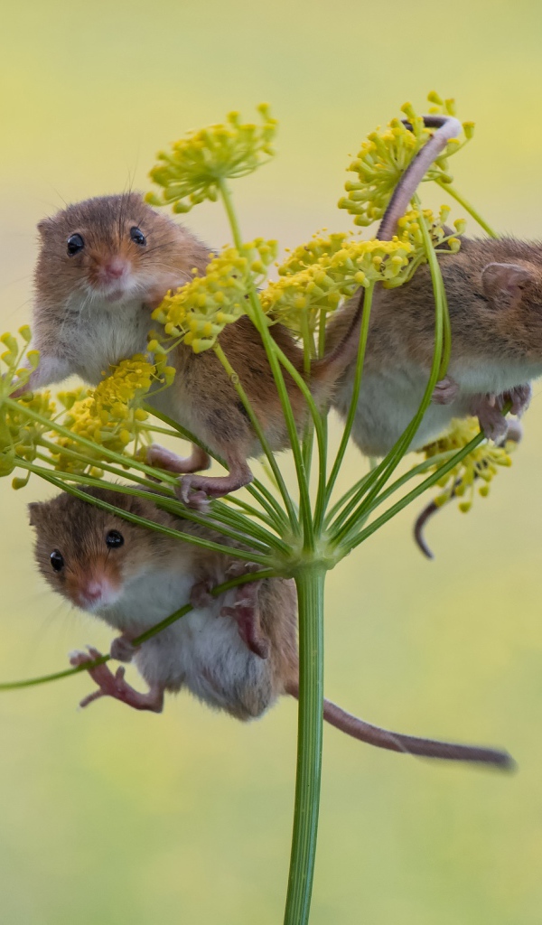 Три маленьких мышонка на зонтике укропа