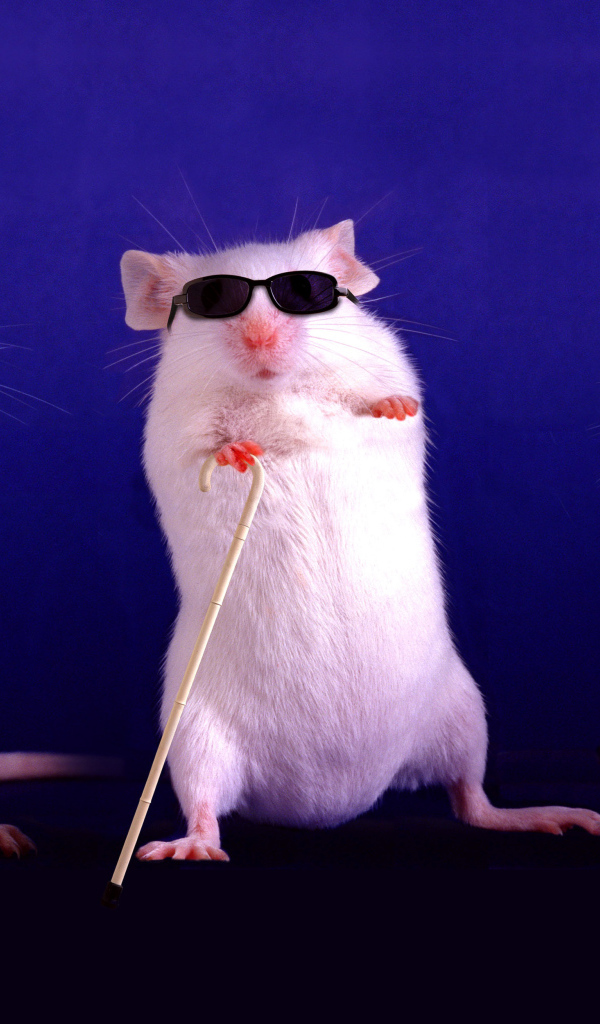 Three white blind rats in glasses on a blue background