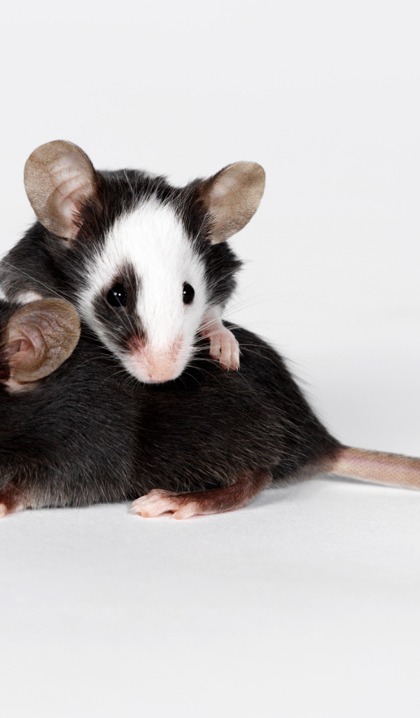 Two little rats on a gray background