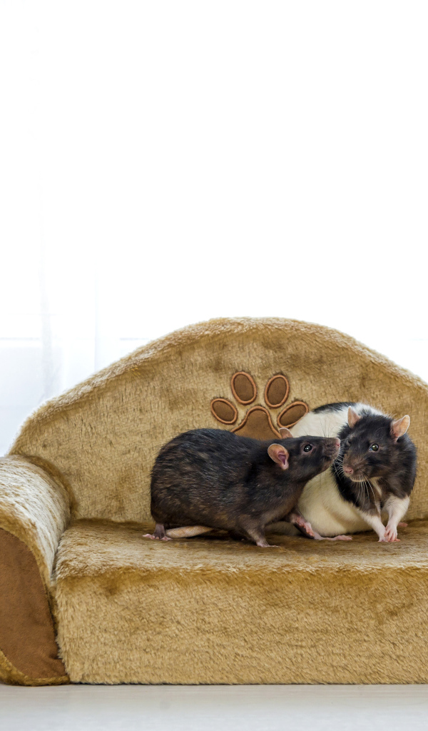 Две крысы на игрушечном диване