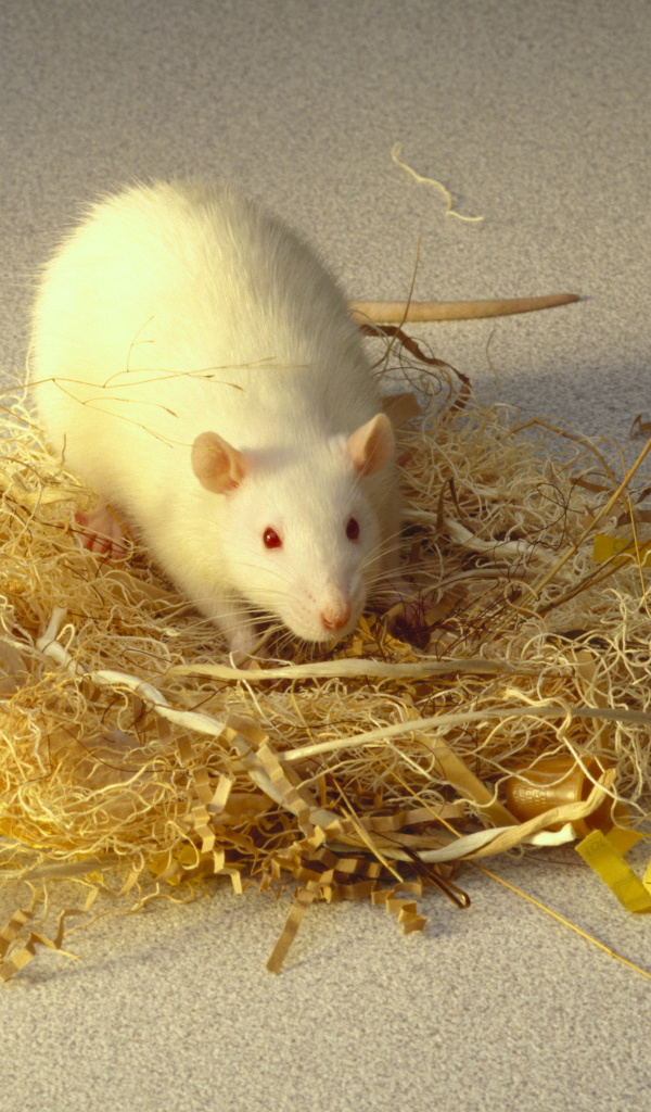 Белая крыса делает себе гнездо