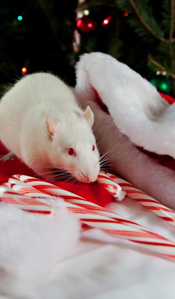 Белая крыса с новогодней шапкой символ нового года 2020 
