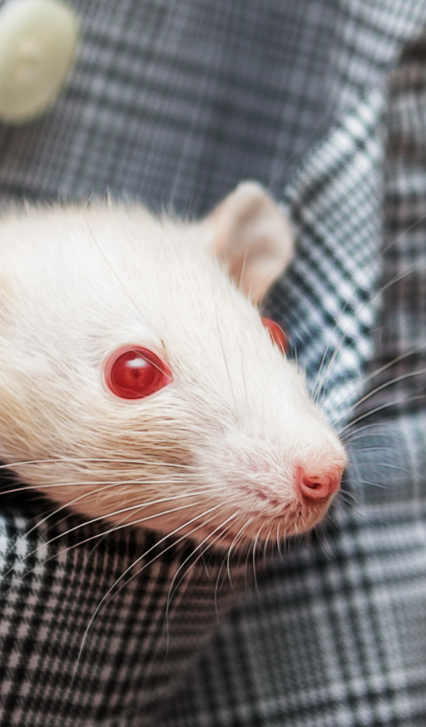 Белая крыса с красными глазами в кармане