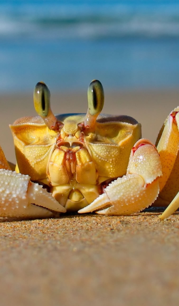 Большой краб ползет по песку 