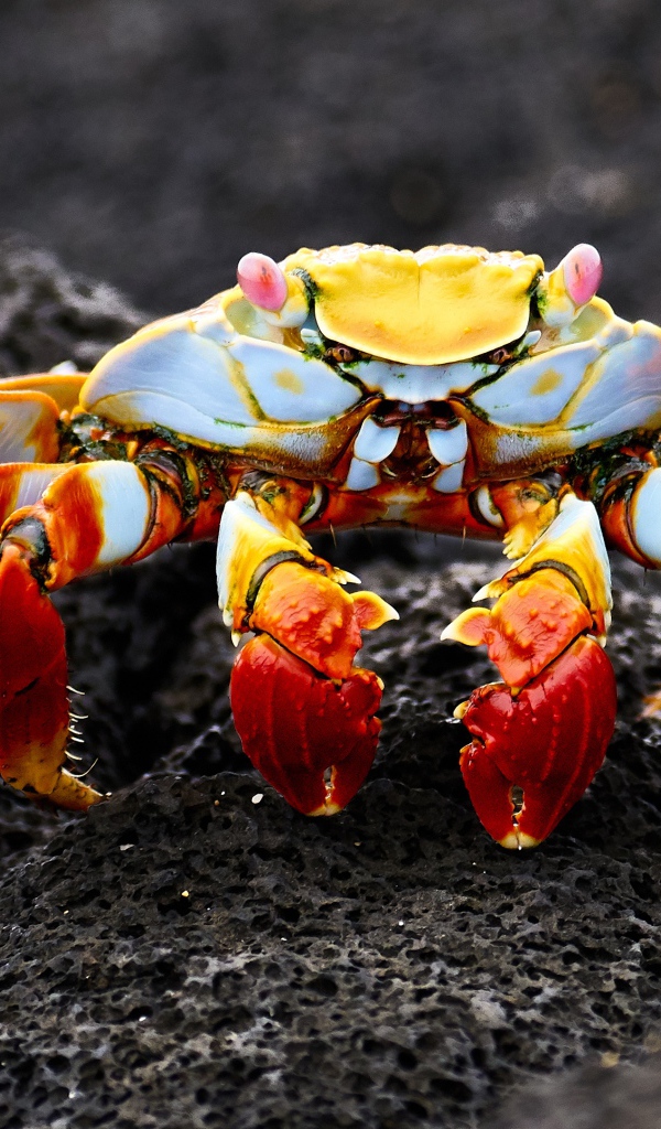 Большой краб на сером камне