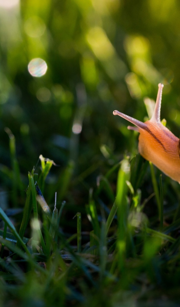 Большая улитка в зеленой траве