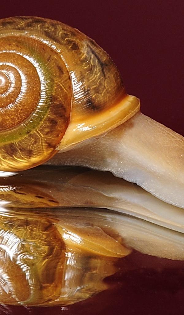 Большая улитка на красном фоне