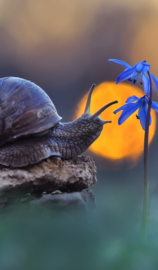 Улитка сидит на камне у голубого цветка 