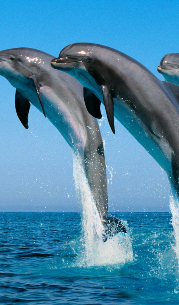 Три дельфина выпрыгивают из воды на фоне голубого неба