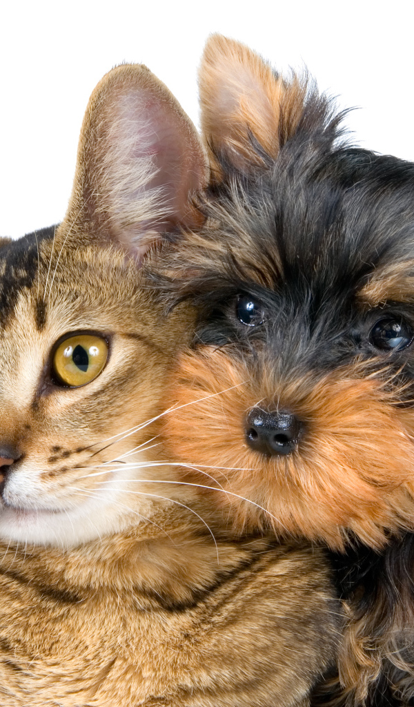 Большой серый кот и йоркширский терьер на белом фоне