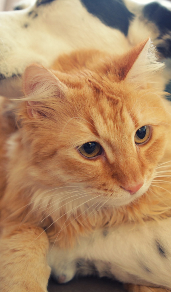 Большой рыжий кот лежит с собакой 