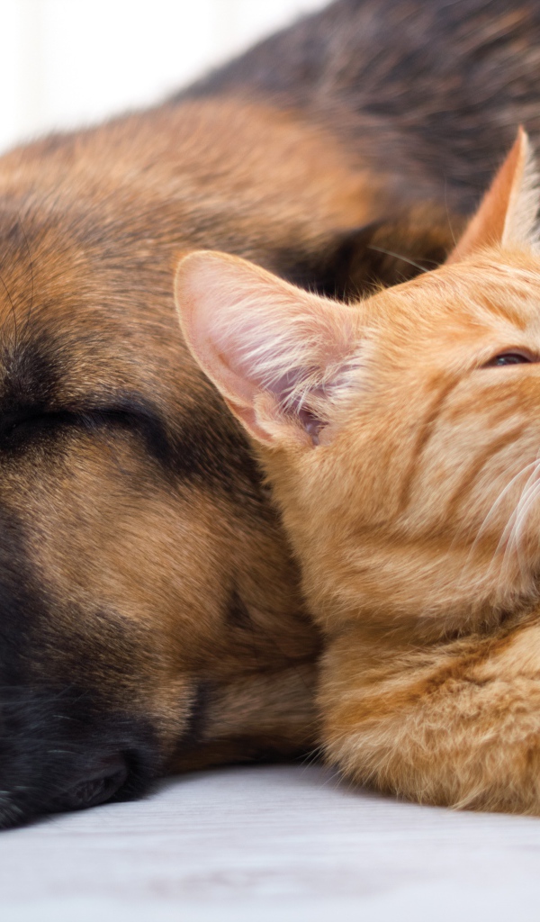 Собака спит с рыжим котом 