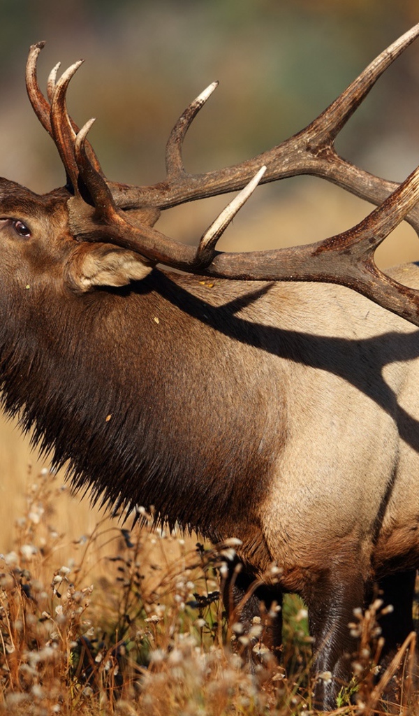 Большой олень с рогами в траве