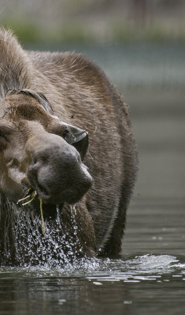 Большой лось стоит в воде 