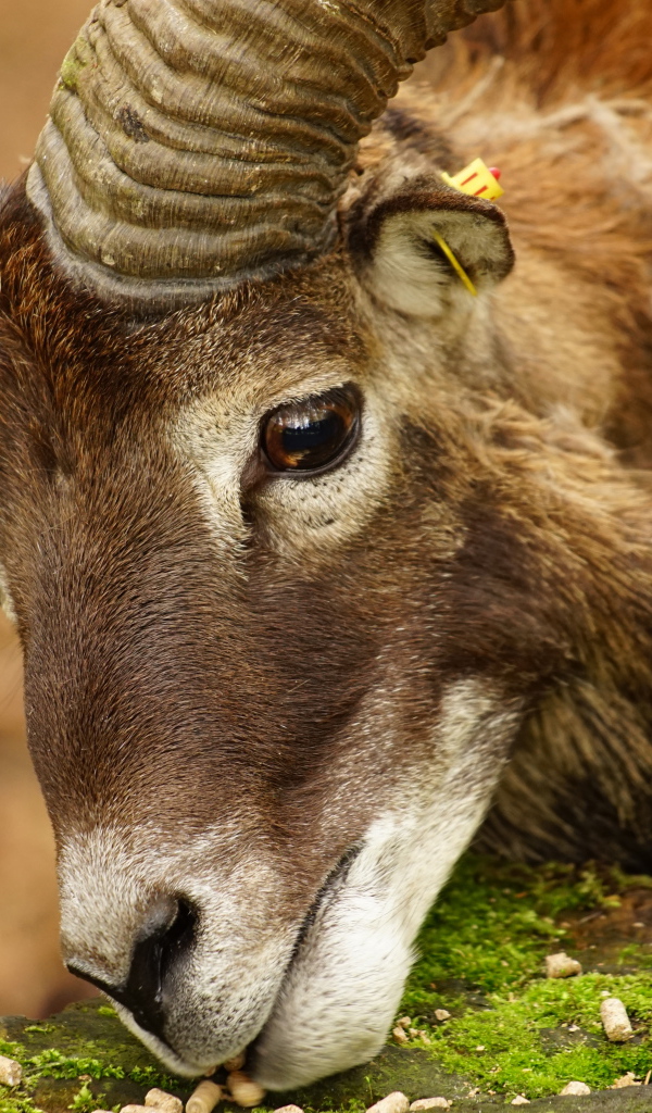 Большой муфлон ест корм