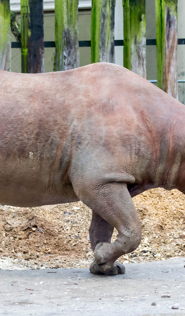 Большой носорог у забора в зоопарке
