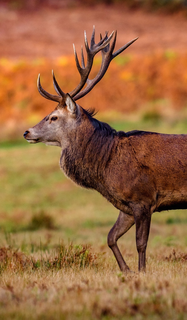Коричневый олень гуляет по полю 
