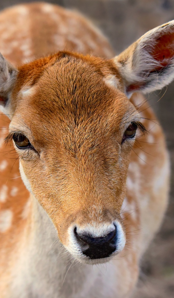 Олень крупным планом 