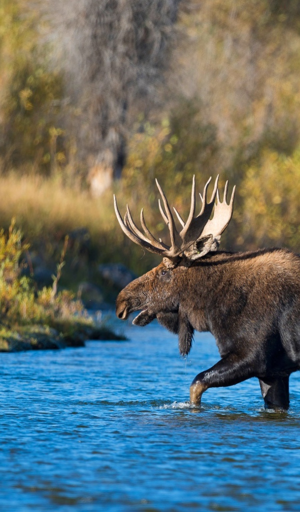 Лось с большими рогами переходит реку