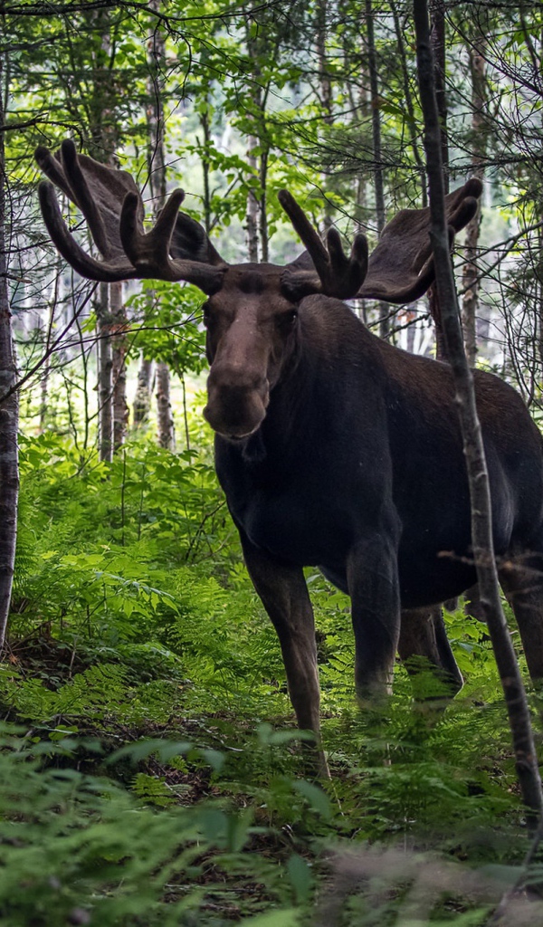 Лось с большими рогами в лесу