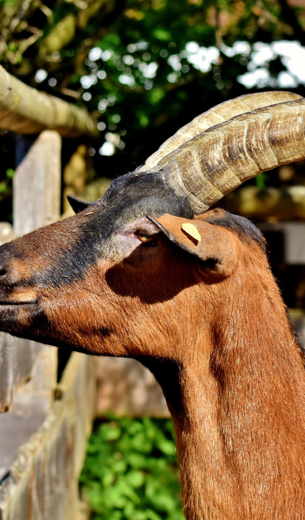 Коза с длинными рогами в зоопарке 