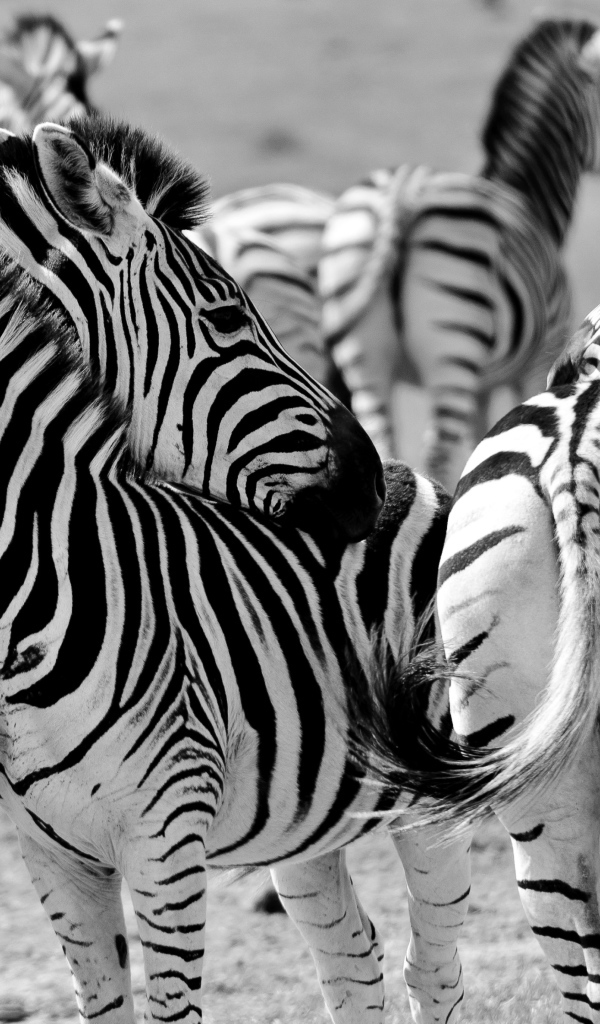 Herd of striped zebras black and white photo