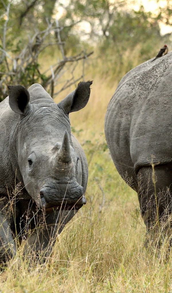 Семья носорогов идет по траве