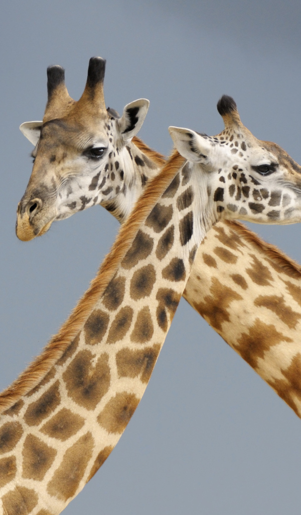 Два жирафа на сером фоне