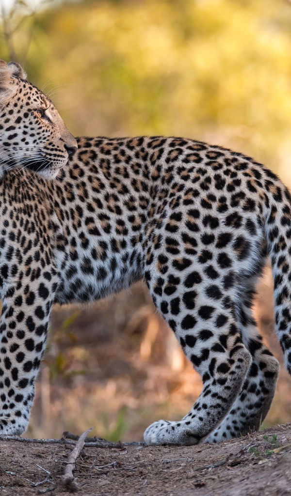 Красивый пятнистый леопард стоит на дороге