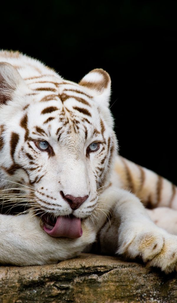 Большой голубоглазый белый тигр лежит на камне