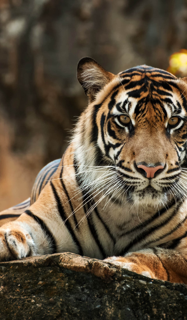 Большой полосатый тигр лежит на камне