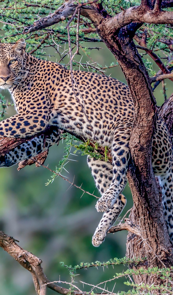 Большой пятнистый леопард лежит на дереве