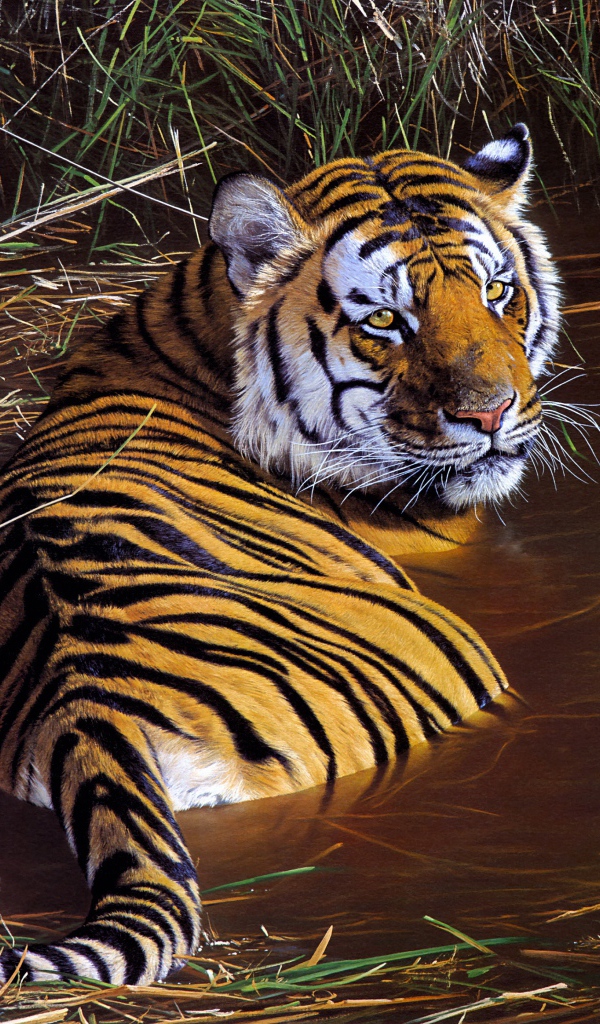 Большой полосатый тигр лежит в зеленой траве