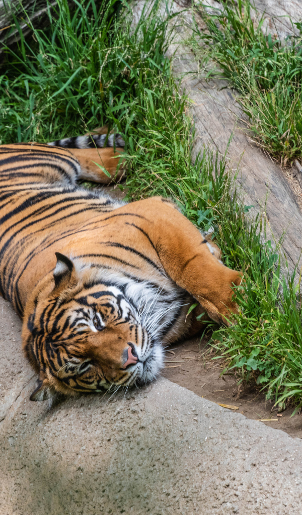 Большой полосатый тигр лежит на зеленой траве в зоопарке