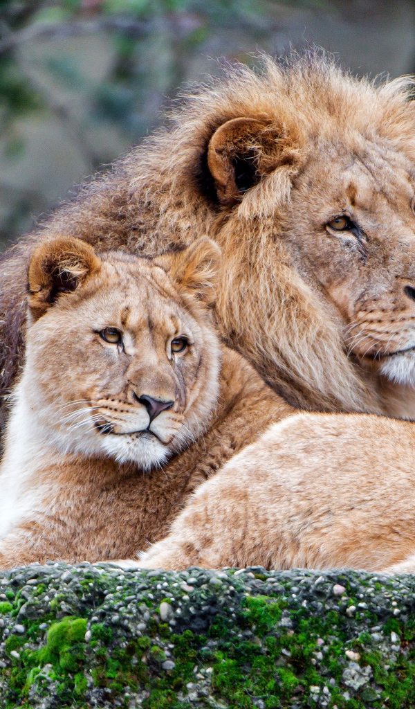 Лев и львица лежат на покрытом мхом камне