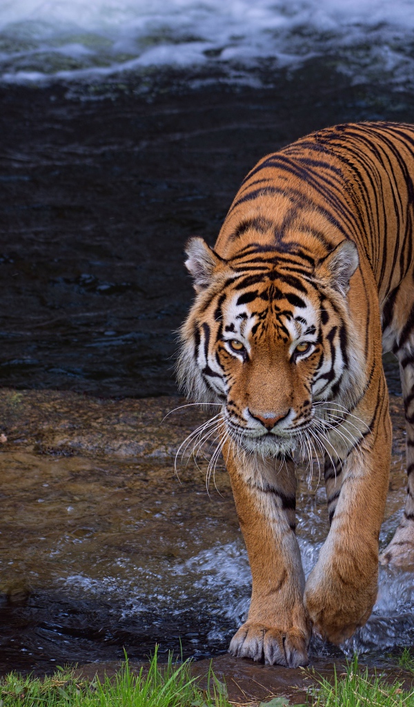 Красивый большой полосатый тигр идет по воде