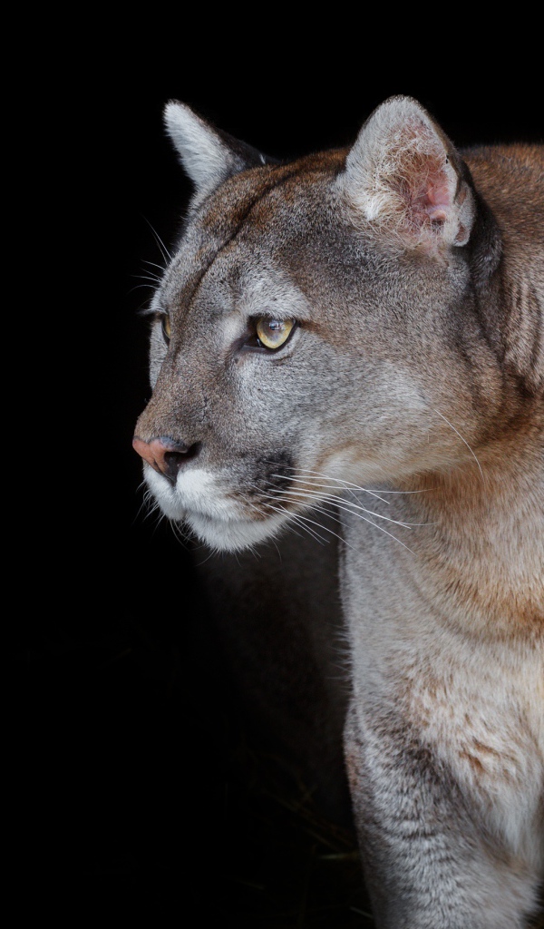 Красивая грациозная пума на черном фоне