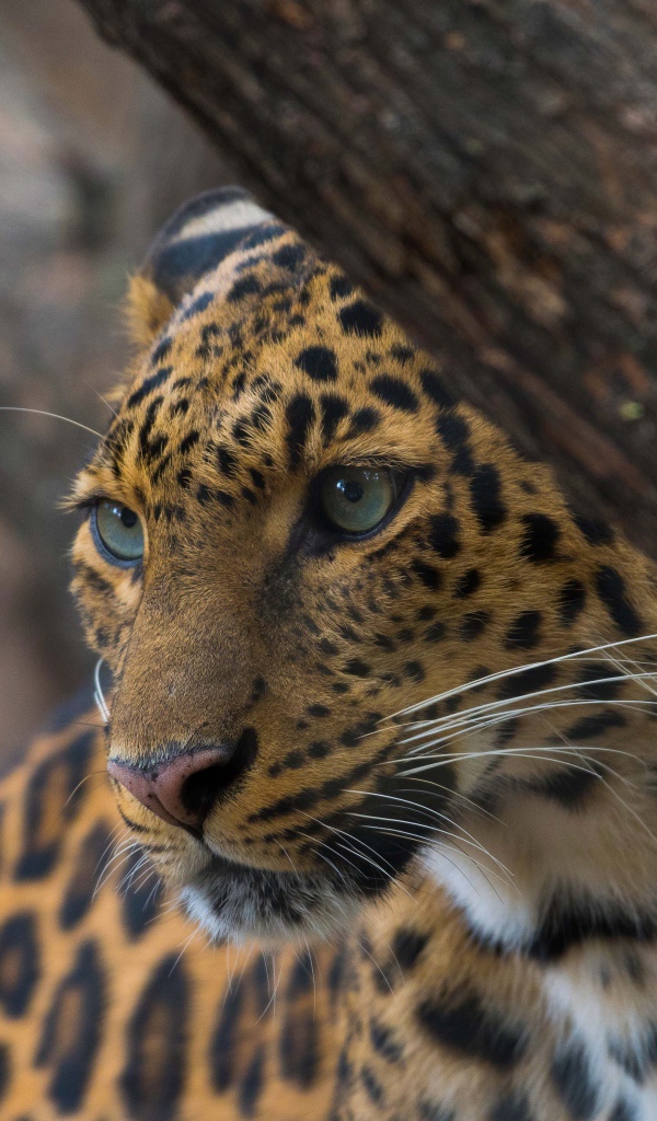 Красивый пятнистый леопард у дерева 