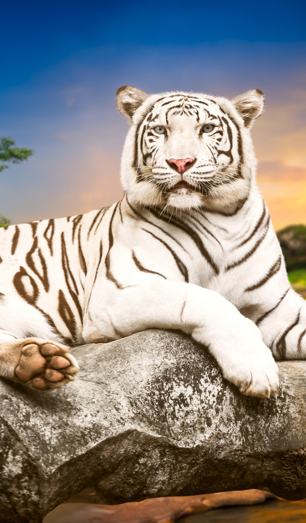 Красивый белый тигр лежит на камне 