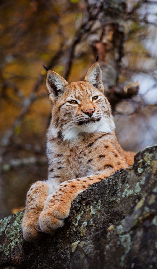 Красивая дикая рысь лежит на камне