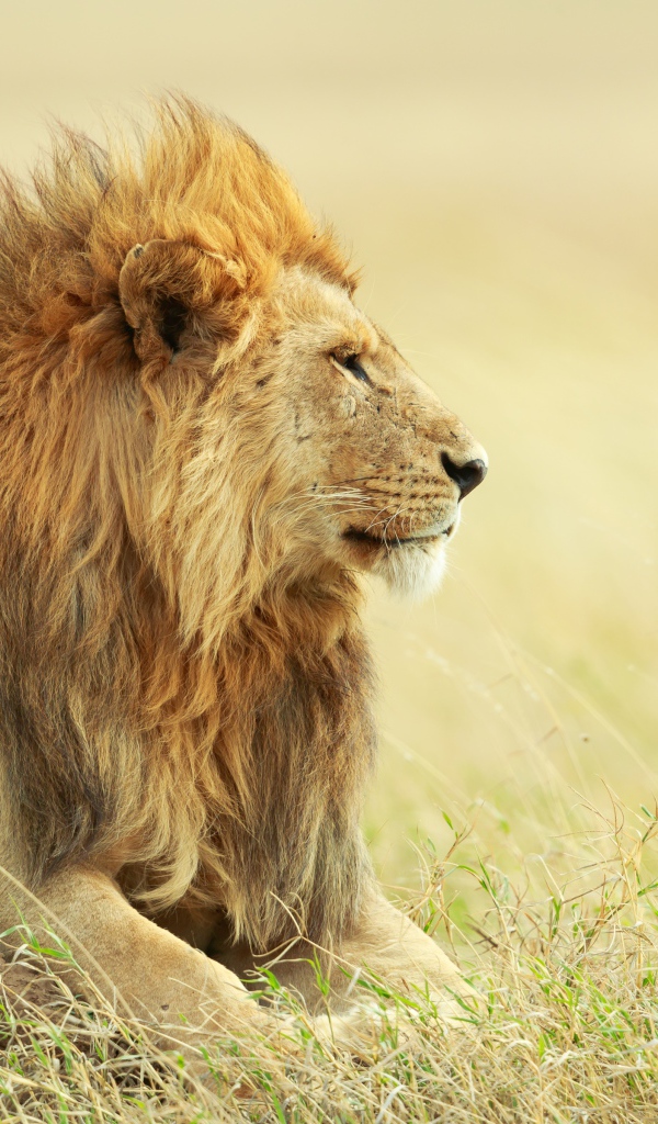 Большой красивый лев лежит на траве