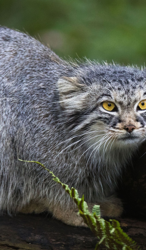 Большой серый манул сидит на дереве